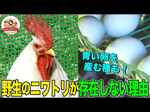 ガルス・ガルス・ドメスティクスについて詳しく解説