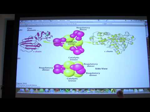 #14 Biochemistry Enzyme Regulation I Lecture for Kevin Ahern's BB 450/550