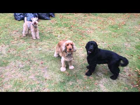 download lagu mp3 mp4 Tilly The Sweep, download lagu Tilly The Sweep gratis, unduh video klip Tilly The Sweep