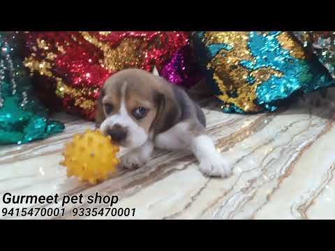 Gurmeet pet shop #BeaglePuppies