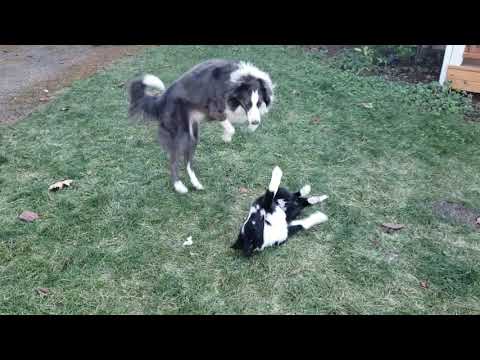 Border collie battle. Bender versus rocky round one