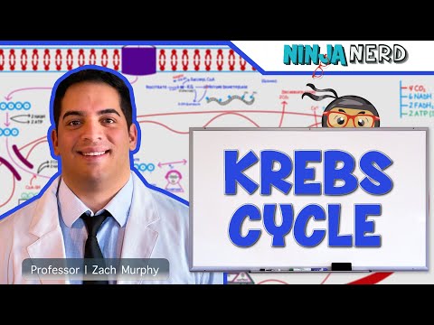 Metabolism | The Krebs Cycle