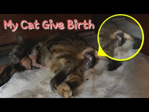 My Cat Gives Birth To Three Kitten | Jhlaiza Barbie