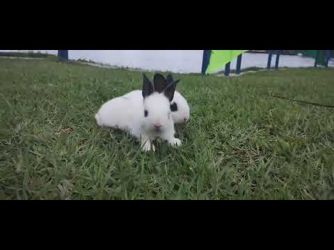 Primeira ninhada da Ana Castela em São Domingos do Capim 