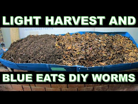 Light Harvest DIY bin - Move worms to 55 gallon bin