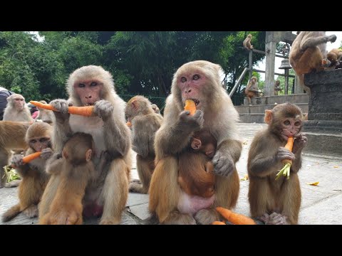 feeding carrot beans and radish to the hungry monkey