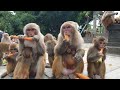 Feeding Carrot Beans And Radish To The Hungry Monkey