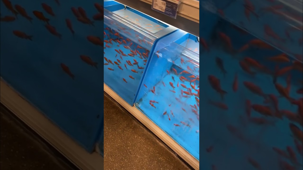 Fish Frozen in Time