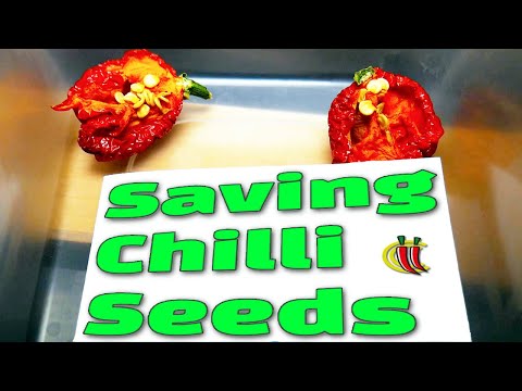 How to Save Chilli Pepper Seeds