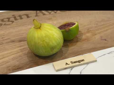 A. Sangue Fig Tasting 2025.   1st or 2nd Video.
