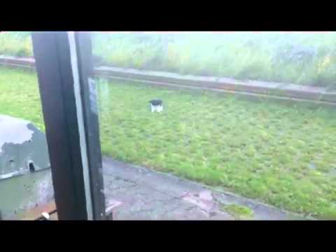 Han Har Fået En Lille Fjer På