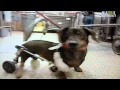 Animal Planet Emergency Vets Intro