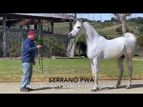 Serrano PWA   (Hariry Al Shaqab x Stardust V)