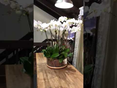 , title : 'Beautiful Phalaenopsis orchid arrangement'