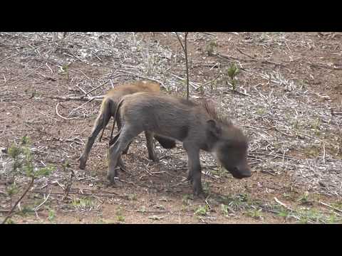 Warthog mom with 4 cute little piglets next to road.