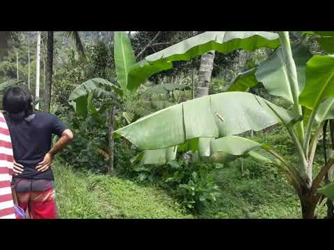 pedro-dt-ngebolang-go-to-the-jungle-welcome-to-my-belantara