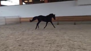 Video von Quick Step 93
