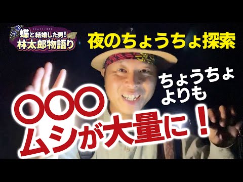 , title : '【夜の蝶！？探索シリーズ】史上初？！第一弾！夜間ちょうちょ観察！夜にチョウは何種類見つかるかな？！蝶太郎物語りNo.177'