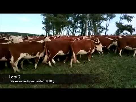Lote 125 Vaquillonas Vacas Preñadas Hereford 380kg -  en Agro forestal 33