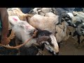 Today S Market Information Sheep And Goat Samayapuram Goat Market Shorts
