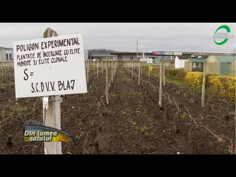 SCDVV Blaj,  un rol extrem de important în  managementul culturii viței de vie