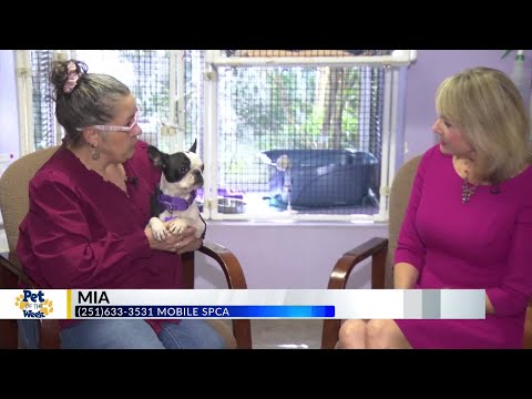 Pet of the Week: Boston Terrier needs home - YouTube