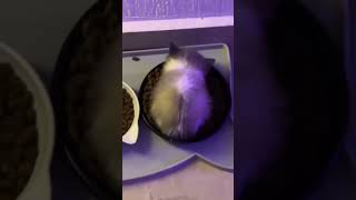 Download lagu WIWIWI original π€£π€£π±π± #catmemes #catlover #kitten #kitty #cute #cutecat #funnycats #viralcat #shorts mp3 Download lagu WIWIWI original π€£π€£π±π± #catmemes #catlover #kitten #kitty #cute #cutecat #funnycats #viralcat #shorts mp3