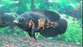 Mis peces Oscar se comen un ratón.