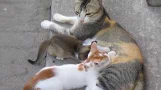preview picture of video 'Mother Cat Milk Feeding Kittens'