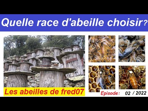, title : 'Quelle race d'abeille choisir ?#apiculture 2022 #apiculteur #buckfast #bees #ardeche #nature #miel'