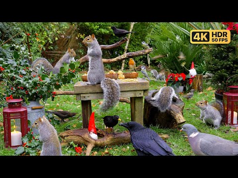 Cat TV for Cats to Watch 🎄 Birds & Squirrels at Christmas 🎄 Bird videos for cats