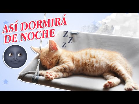 Cómo hacer que TU GATO DUERMA DE NOCHE 🌚😸| Trucos para gatos que se activan de noche