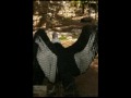 CONDORS Having Zoo SEX