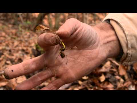 ELREJTETTED - GYÓGYNÖVÉNYEK Goldenseal gyökér paraziták