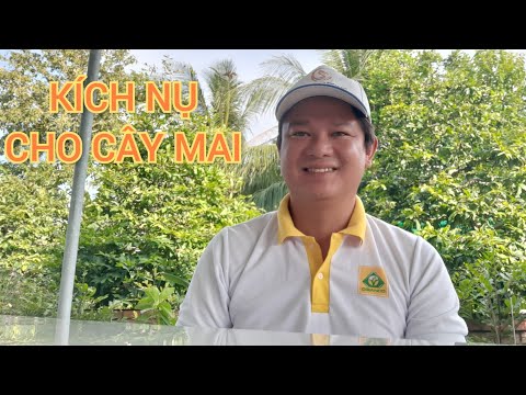 KÍCH NỤ CHO CÂY MAI VÀNG, THỜI GIAN & CÁCH THỰC HIỆN | VƯỜN MAI VÀNG 7 DỰ CẦN THƠ
