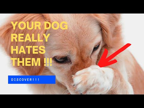 🐶🤢 The 7 SCENTS Dogs HATE The Most