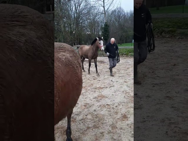 Cheval poulain Pur Sang Lusitanien 