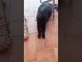 Buongiorno Amici