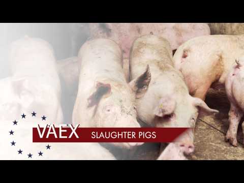 Slaughter Pigs | VAEX Pig and Livestock Trading Company