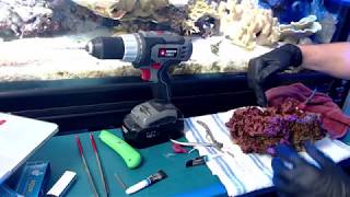 Let's talk about coral pegging