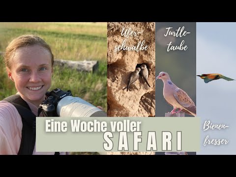 Eine Woche voller Safari vor der eigenen Haustüre 🧡✨ Mit Bienenfresser, Uferschwalbe & Co 🤯🥰