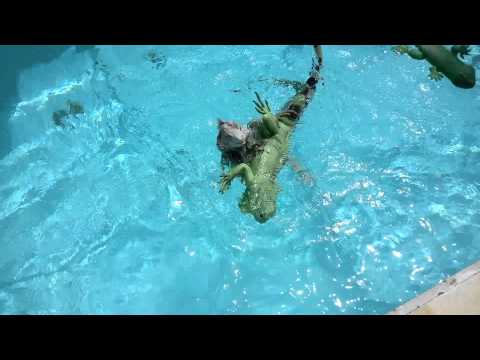 Iguana -Verde green iguana attacking toy in pool