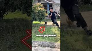 Download lagu How to Avoid Being Chased by Dogs ‼️😱 mp3