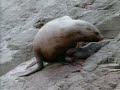 Wild Blue Waters Silence Of The Sea Lions 1995 National Geographic Television Part 1 2