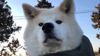 秋田犬パティ お天気がいいので、たくさんパパと遊んであげたら、ぼくは帰りに疲れて歩くのも嫌になってしまったので、抱っこさせてあげました🐶💦💕 mqdefault - 秋田犬パティ お天気がいいので、たくさんパパと遊んであげたら、ぼくは帰りに疲れて歩くのも嫌になってしまったので、抱っこさせてあげました🐶💦💕