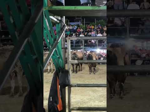 Hermosos ejemplares listos para las montas, en las fiestas del paraíso, chalatenango #elsalvador