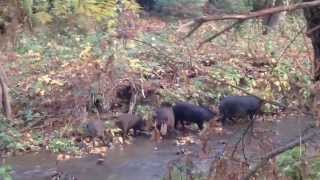 preview picture of video 'A family of wild Boars in Los Gatos'