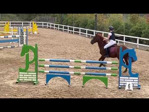 148cm Schoolmaster Show Jumping Pony - Image 2