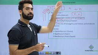 Class 11th – Kingdom Fungi – Ascomycetes | Biological Classification | Tutorials Point