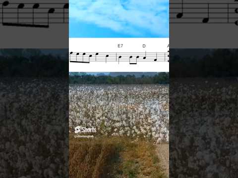 CCR - Cotton Fields